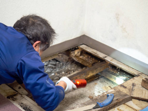 Best HVAC Mold Remediation in Whiting, WI