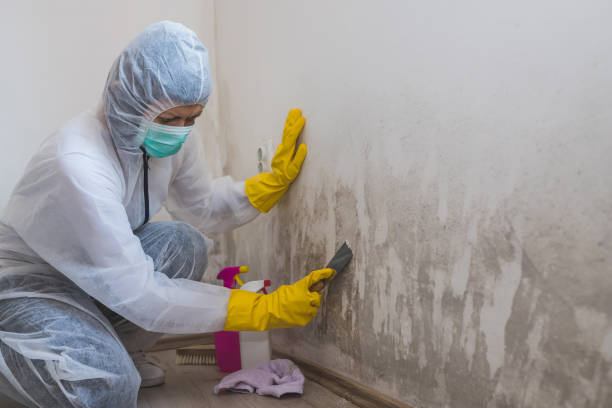 Best Post-Flood Mold Remediation in Whiting, WI