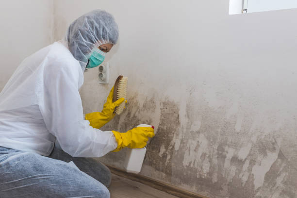 Best Basement Mold Remediation in Whiting, WI