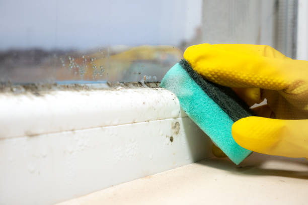 Best DIY Mold Remediation Support Services in Whiting, WI
