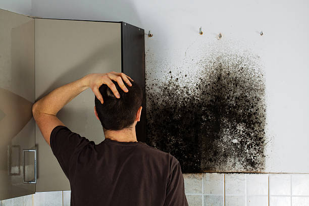 Best Attic Mold Remediation in Whiting, WI